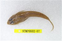 藏品(絲鰭斜棘(魚銜))的圖片